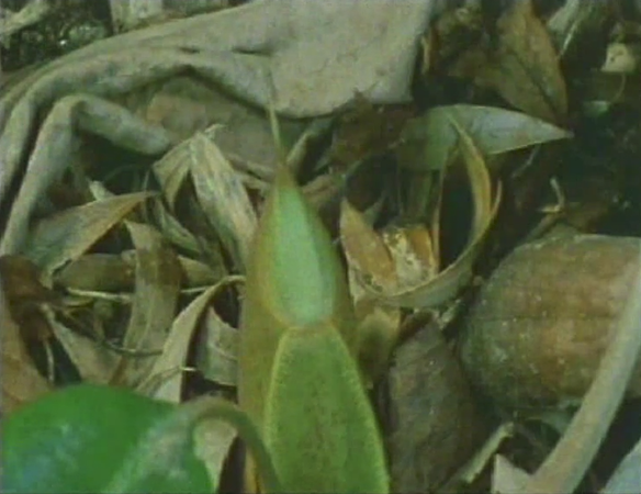 [Атлантида] 17 Aркан (2024)