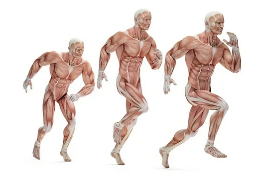 [Александр Волоткевич] Ягодицы 360. Связь со стопой. Фазы походки (2025)