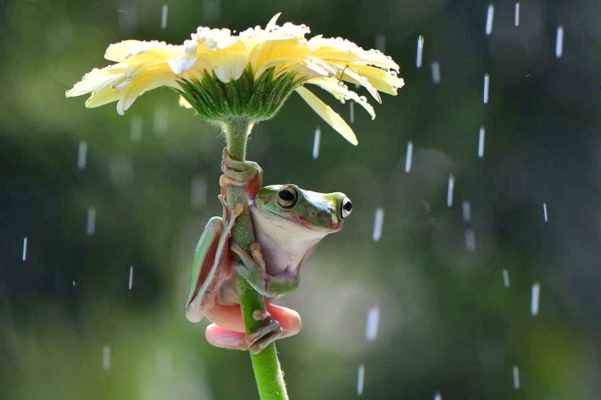 [Виталий Антипин] Весеннее настроение (2023)