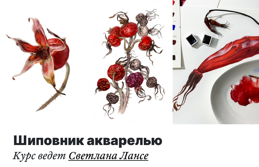 [Светлана Лансе] [lectoroom] Шиповник акварелью (2022)