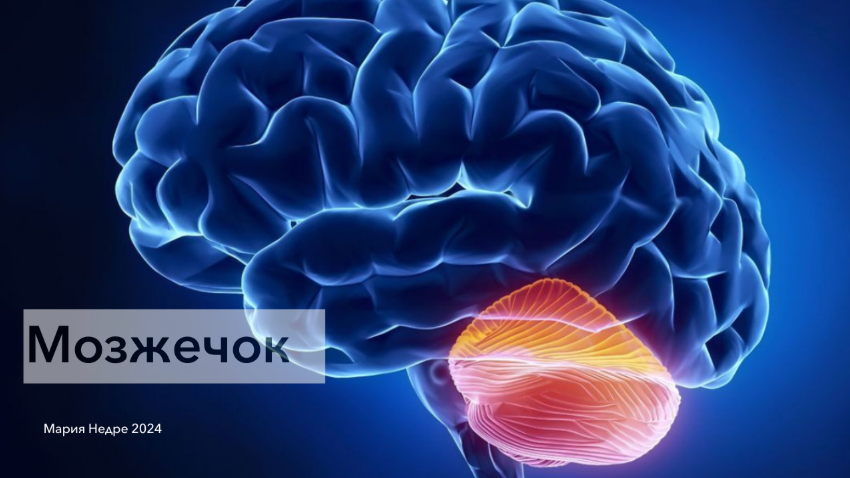 [Мария Недре] [Центр Практика] Прикладная неврология. Мозжечок (2024)