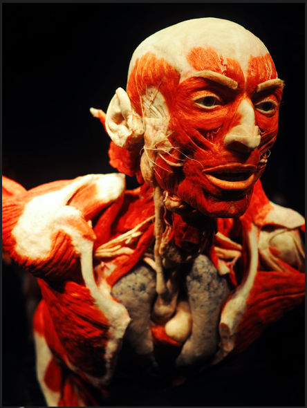 [Алексей Федоров] Функциональная прикладная анатомия (2023)