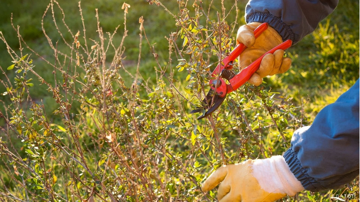 [Дмитрий Звонка, Андрей Дарусенков] 6 МК по арбористике и ландшафтному дизайну (2025)