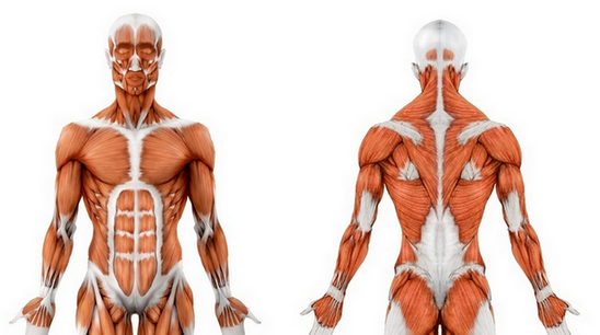 [Станислав Дробышевский] [Архэ] Анатомия человека. Часть 2 (2023)