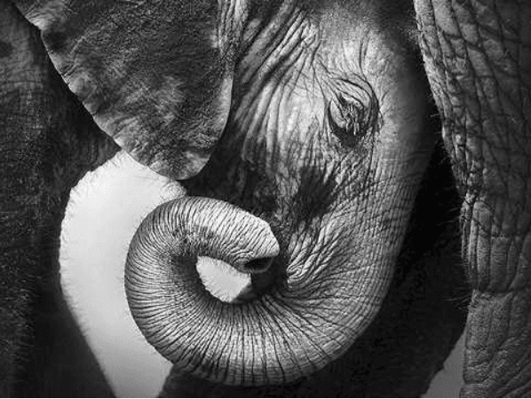 [Высшая школа психологии] Интегральный подход психологической работы с травмой. Раздел 3 (2022)